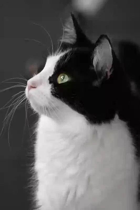 Lost cat in Carlsbad, CA, 92011