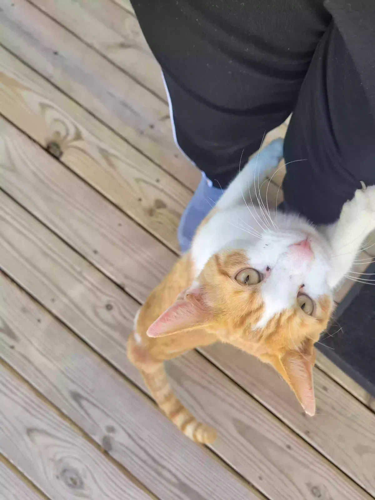 Found cat in Atlanta, GA, 30331