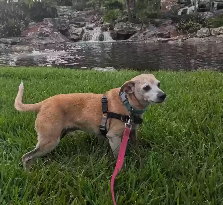Lost dog in Knoxville, TN, 37909
