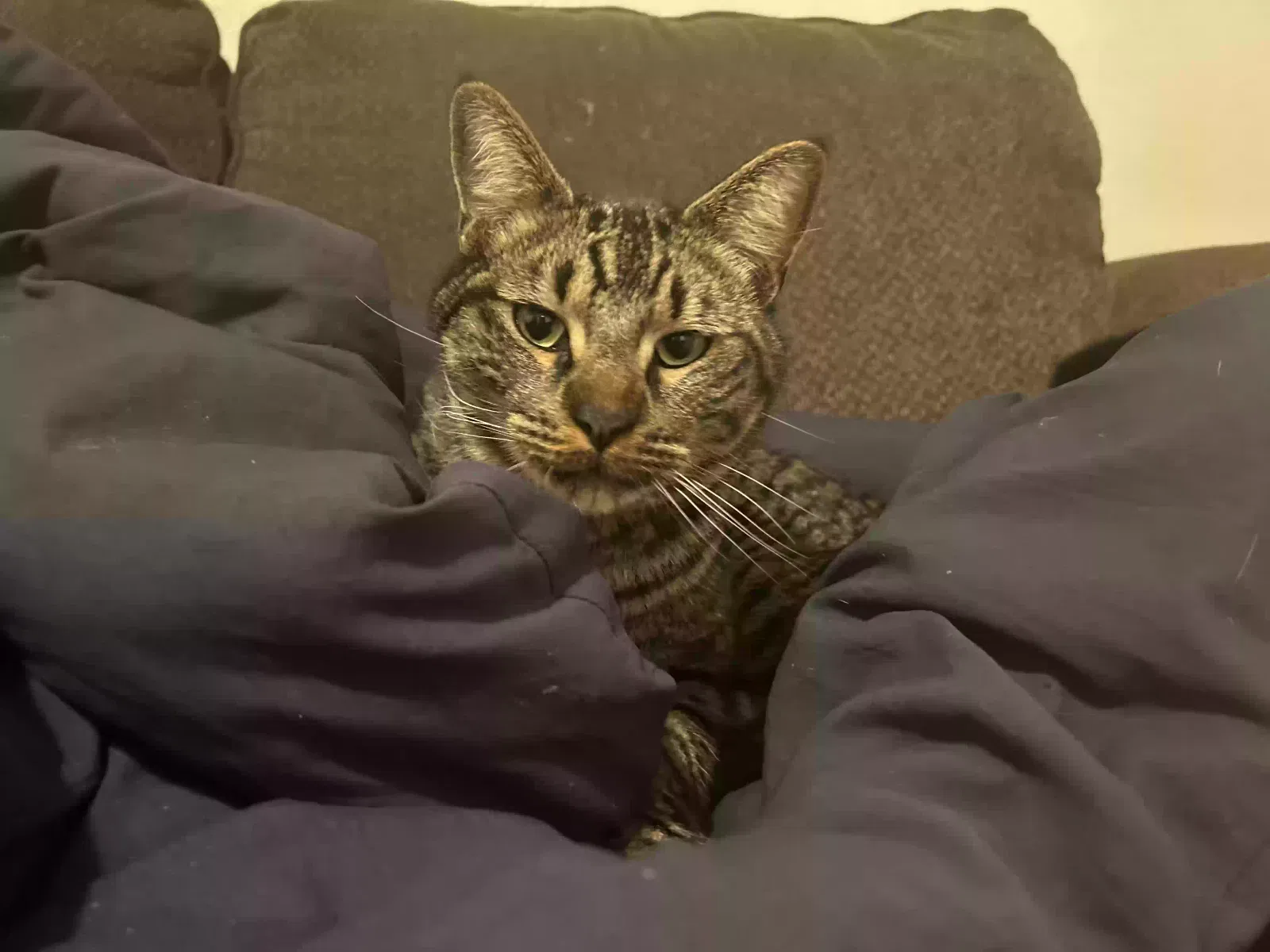 Lost cat in Fresno, CA, 93726
