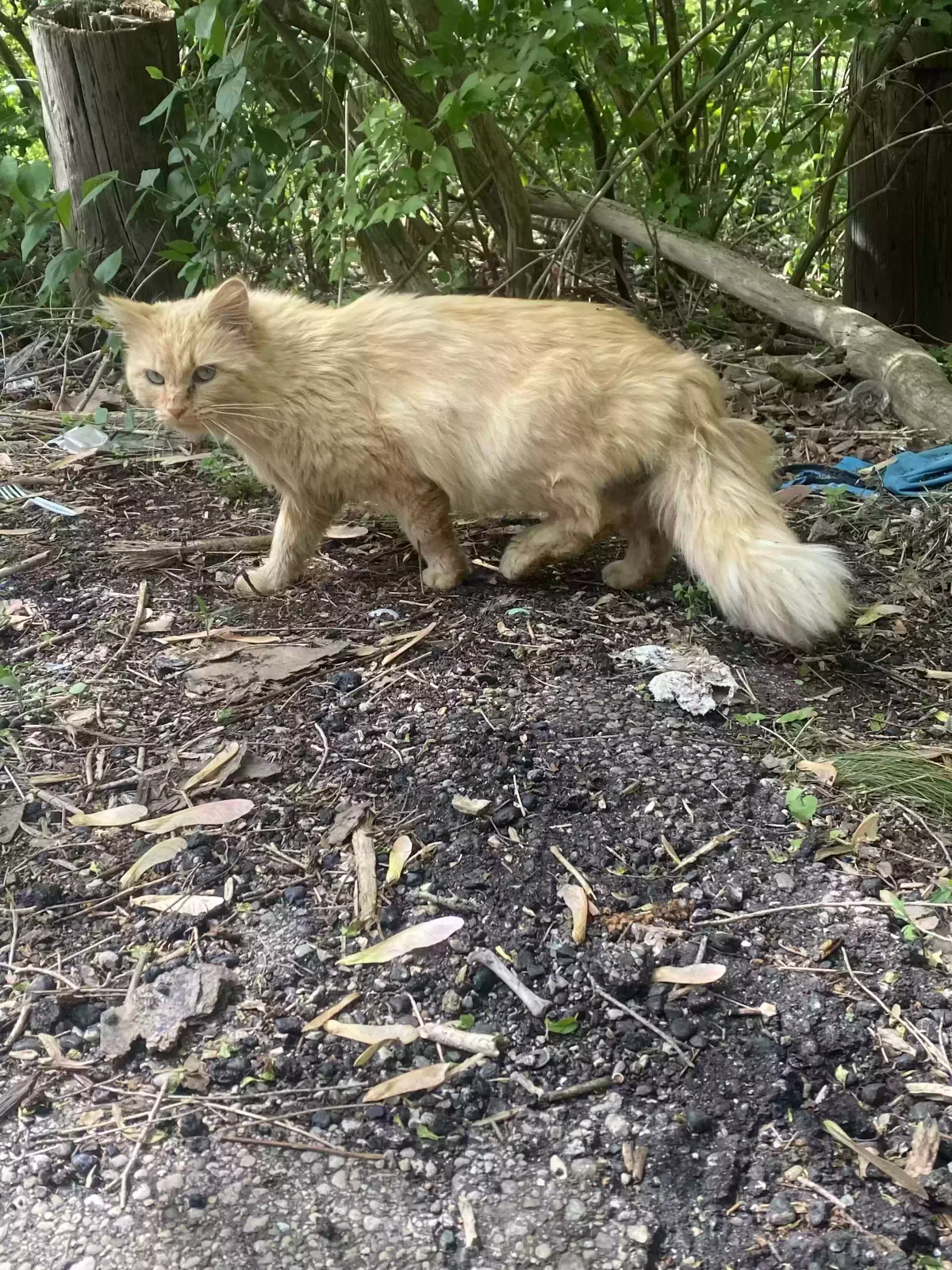 Lost cat in Middletown, OH, 45042