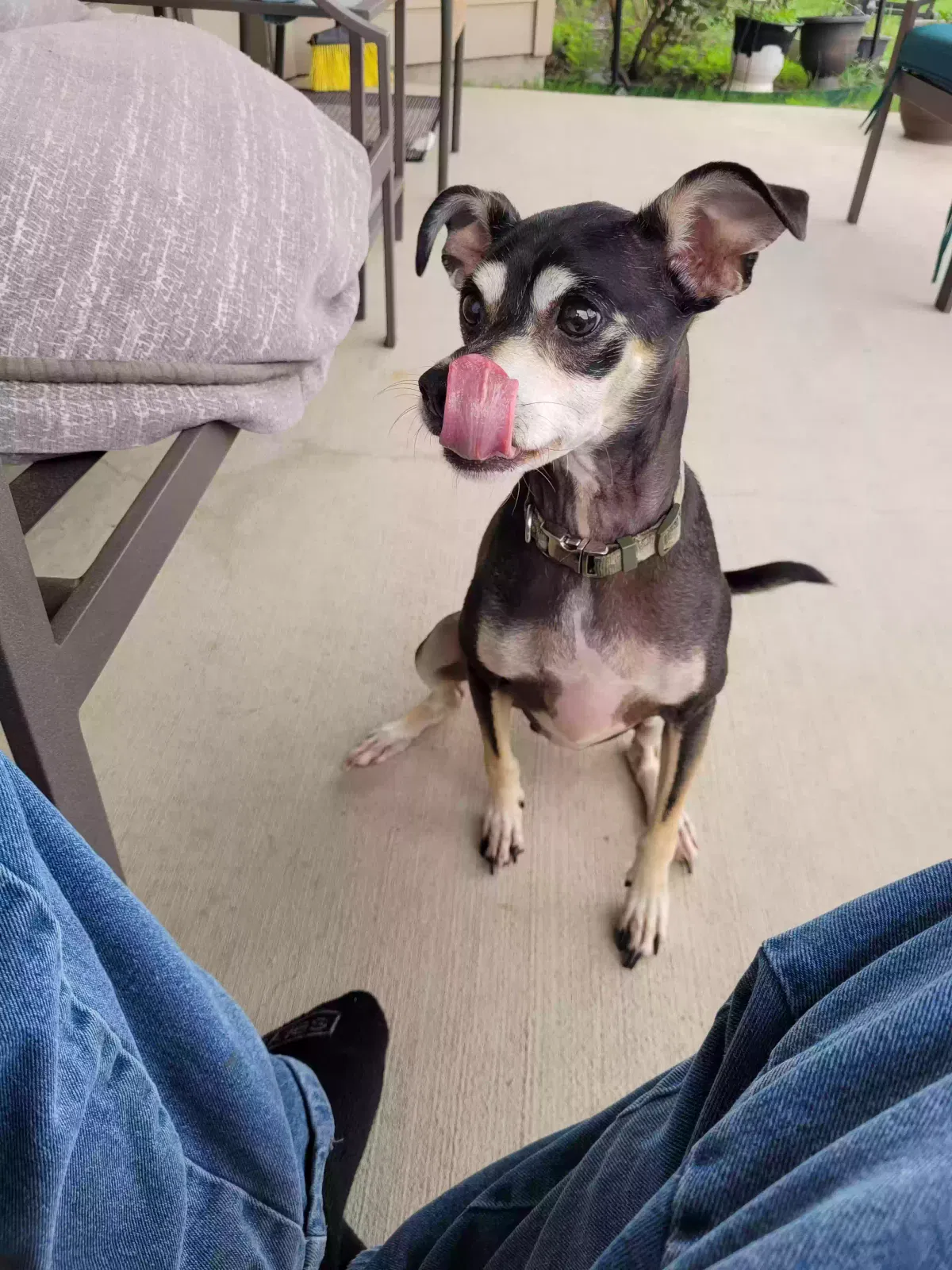 Lost dog in Schertz, TX, 78154