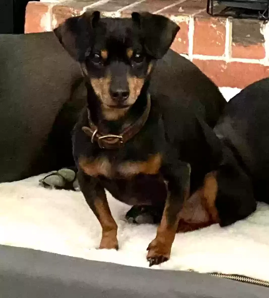 Lost dog in Dallas, TX, 75229