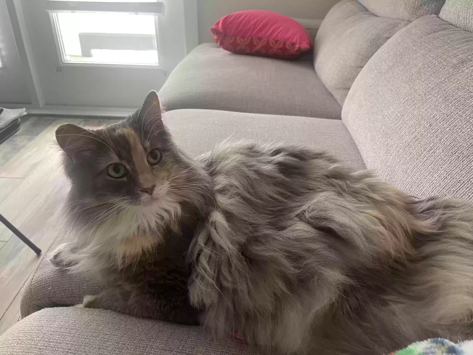 Lost cat in New Braunfels, TX, 78130