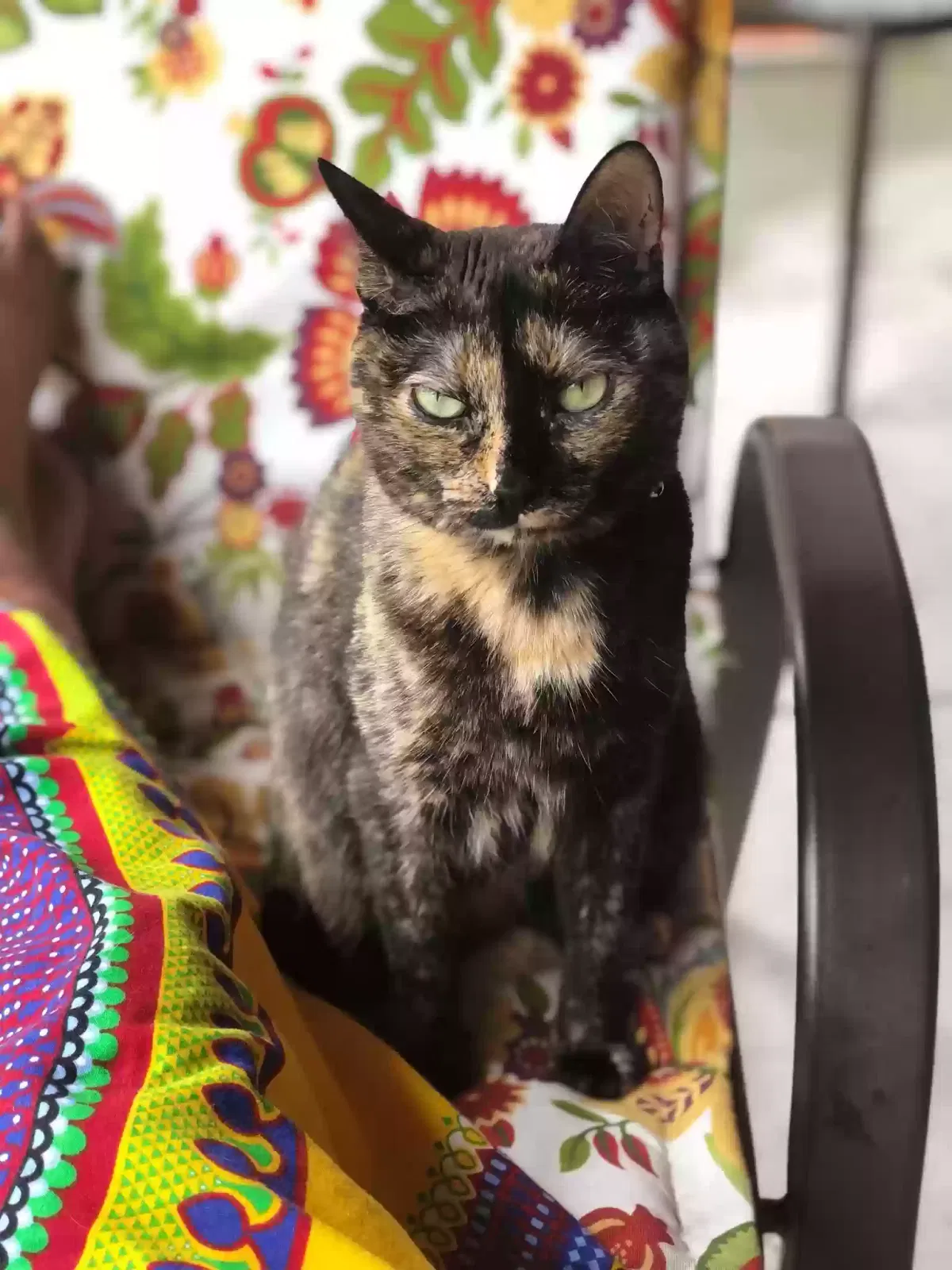 Lost cat in Fresno, TX, 77545