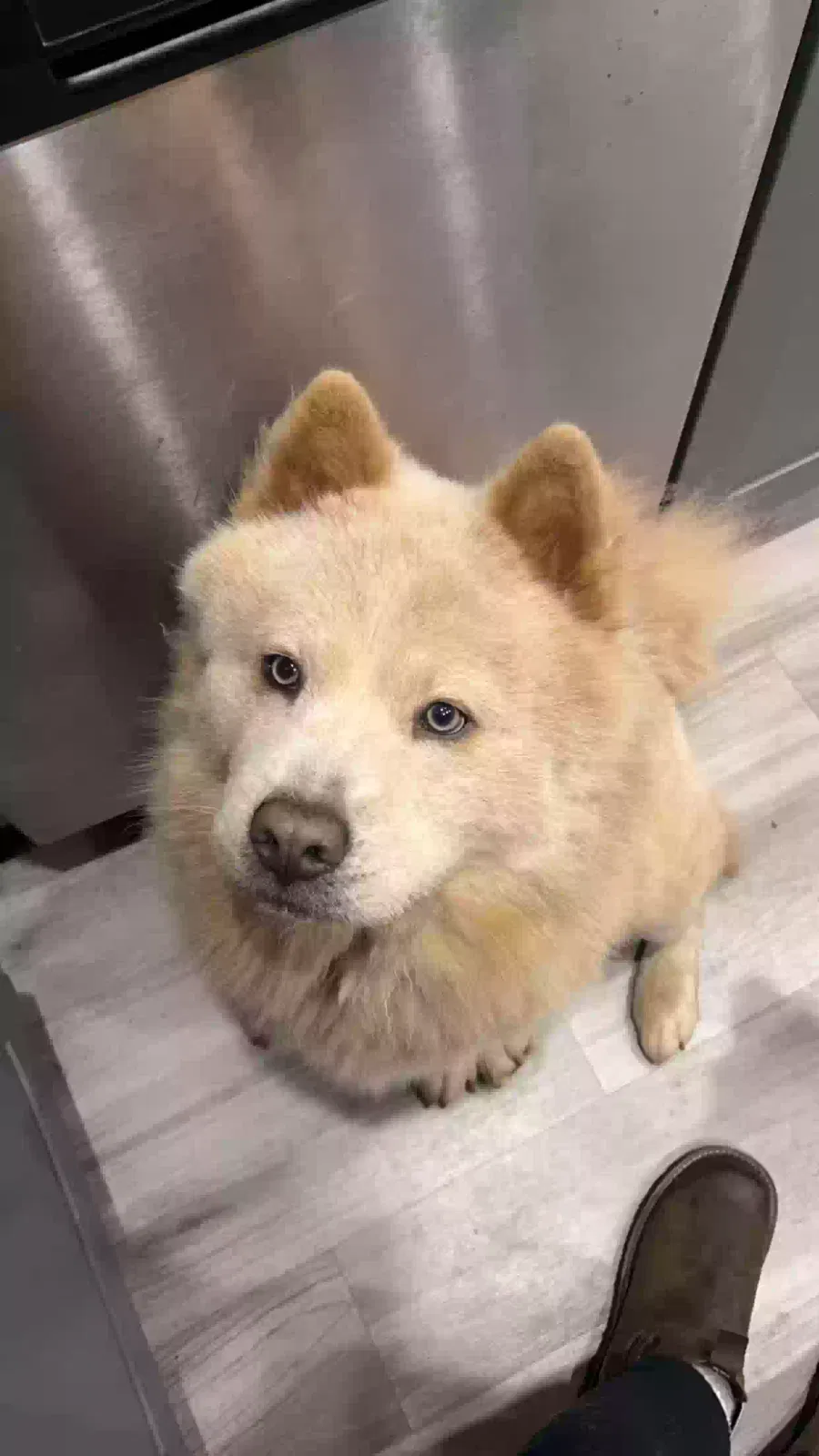 Lost dog in Arlington, TX, 76010