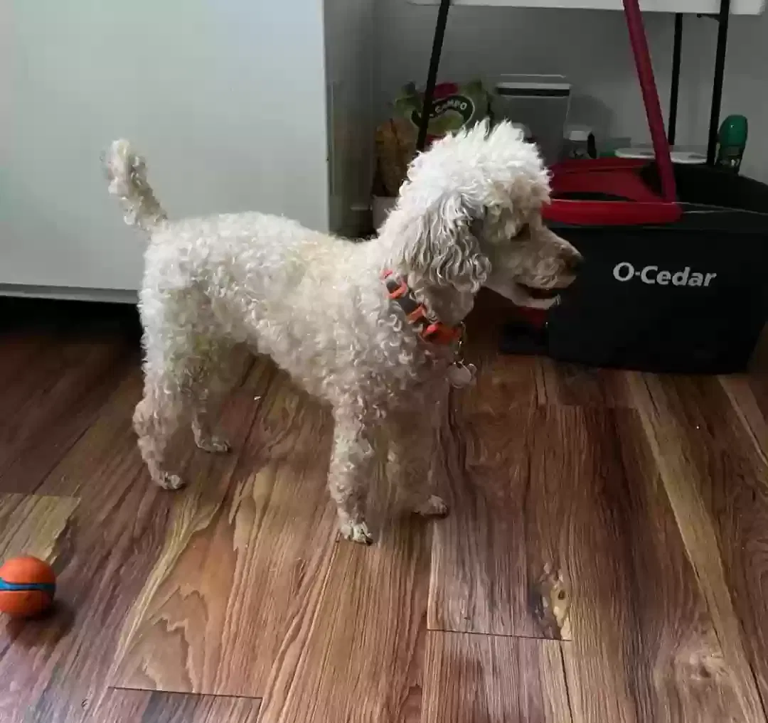 Lost dog in Minneapolis, MN, 55432