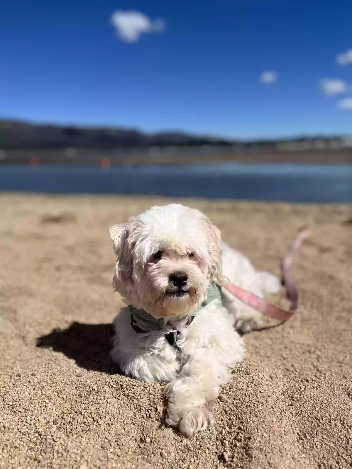 Lost dog in Covina, CA, 91723