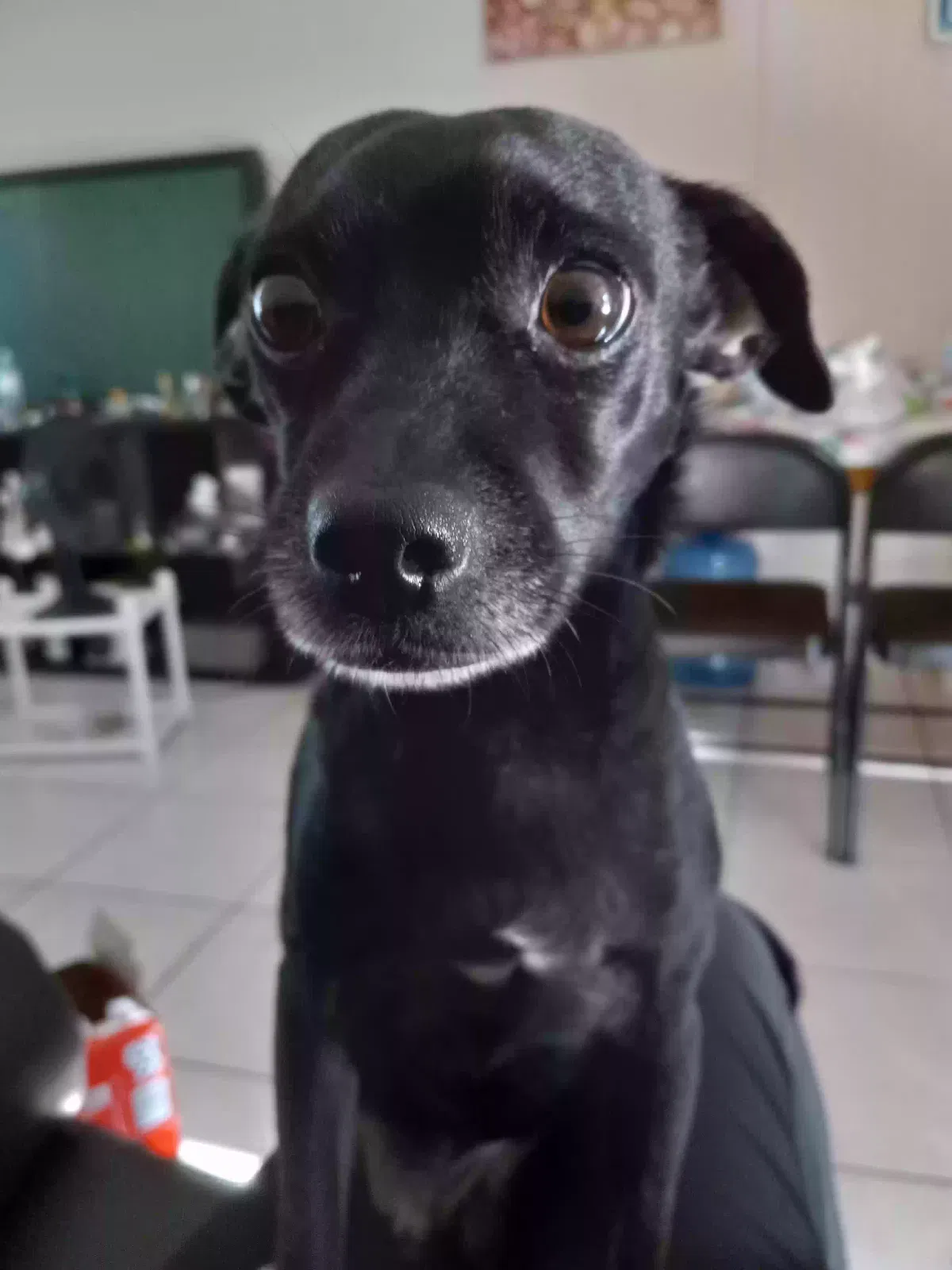 Lost dog in Apopka, FL, 32712