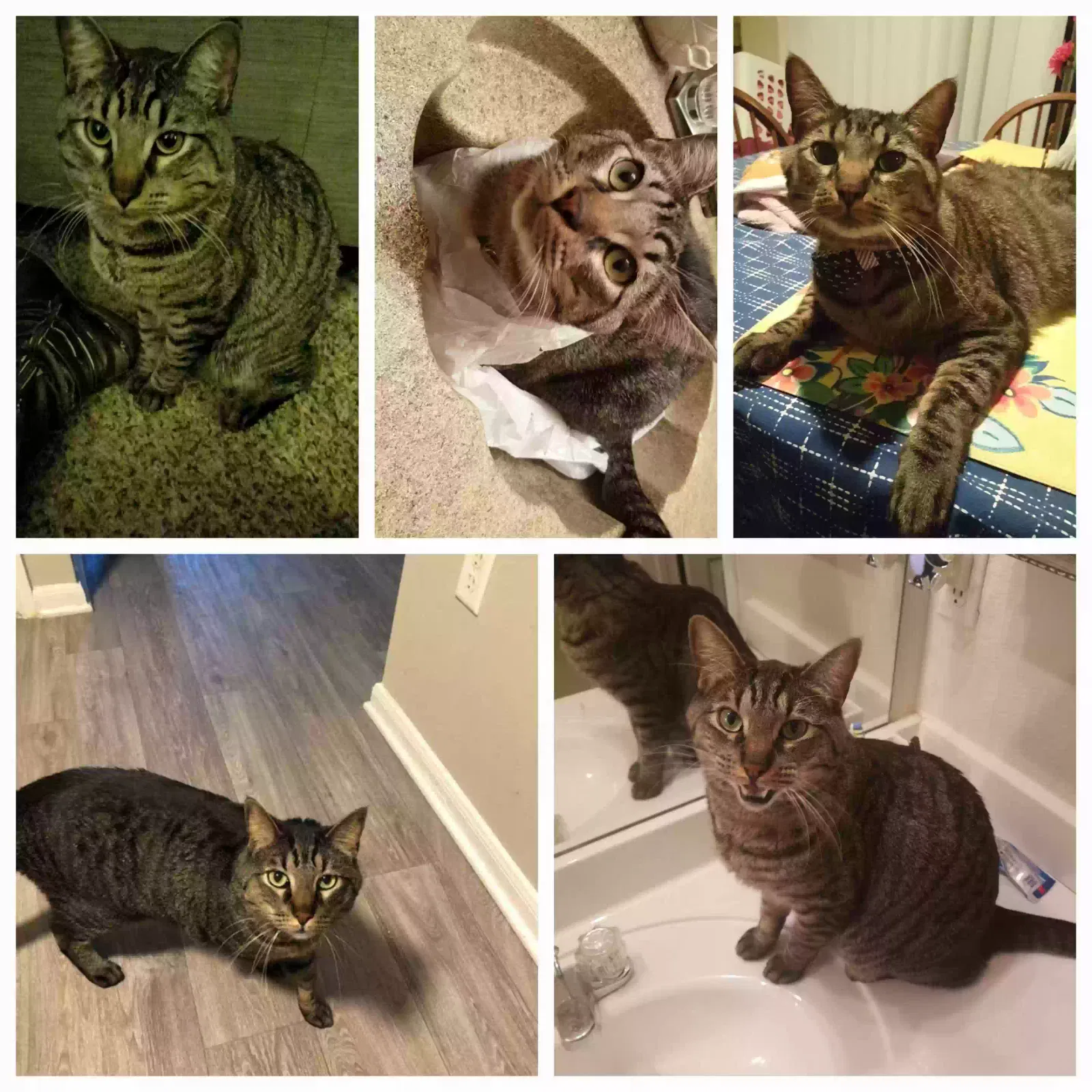 Lost cat in Houston, TX, 77089