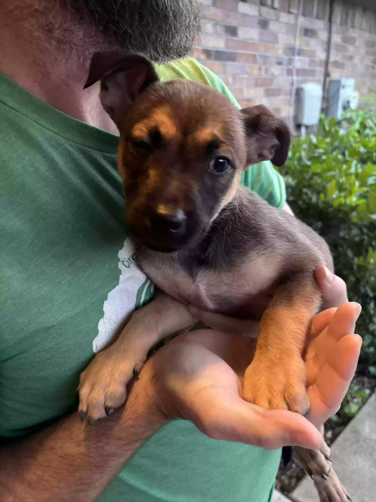 Found dog in Fort Worth, TX, 76134