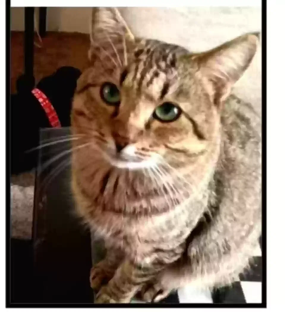 Lost cat in Eugene, OR, 97402