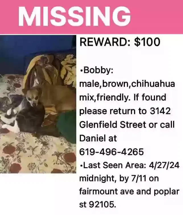 Lost dog in San Diego, CA, 92105