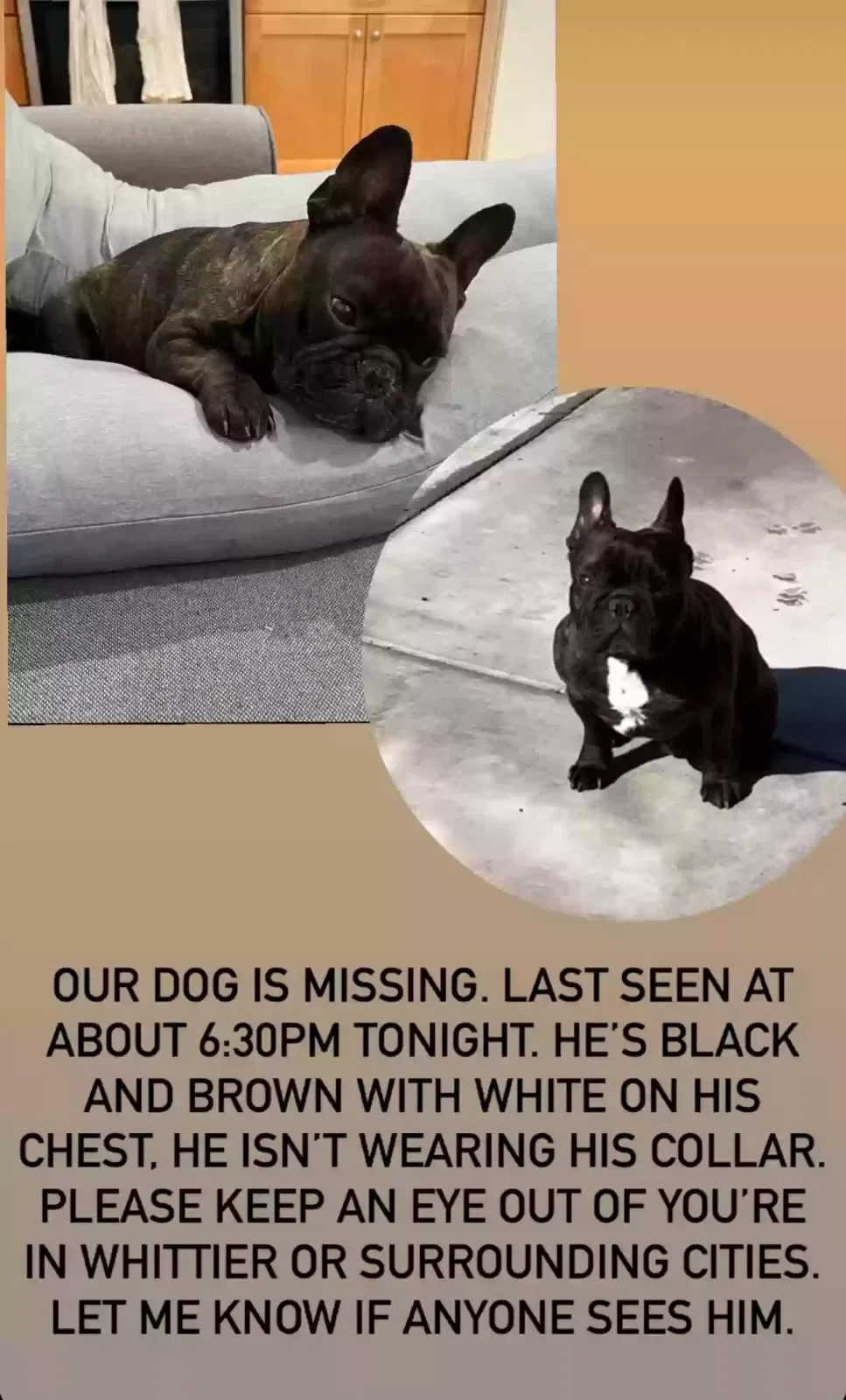 Lost dog in Whittier, CA, 90605