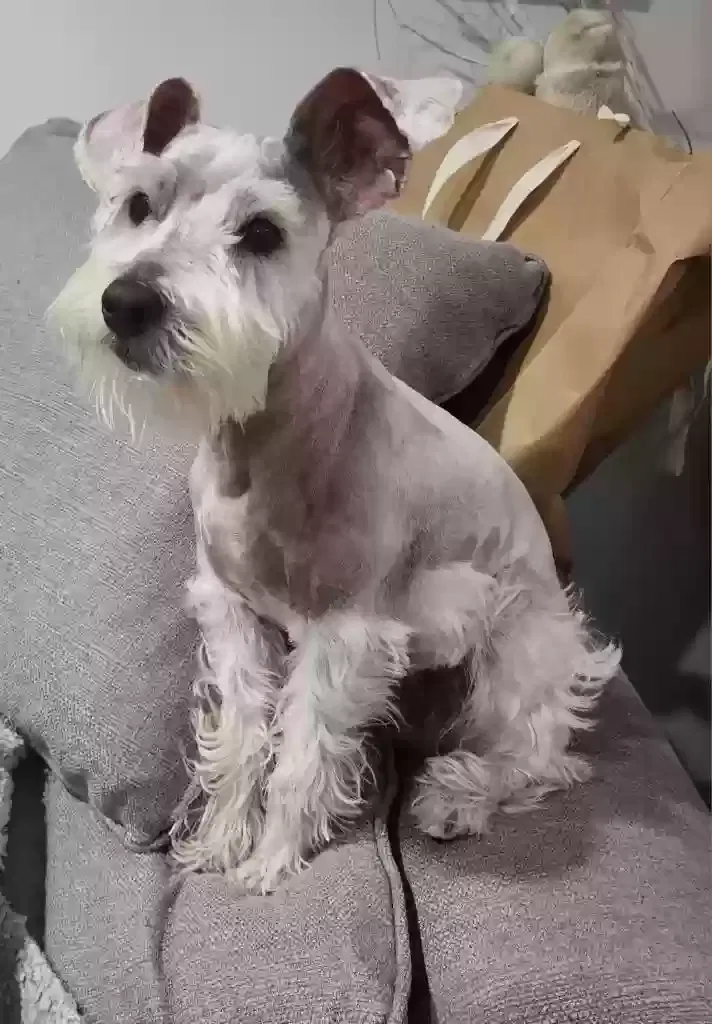 Lost dog in Los Angeles, CA, 90018