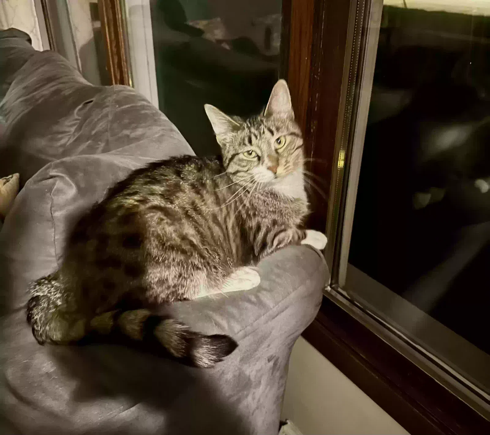 Lost cat in Waukesha, WI, 53189