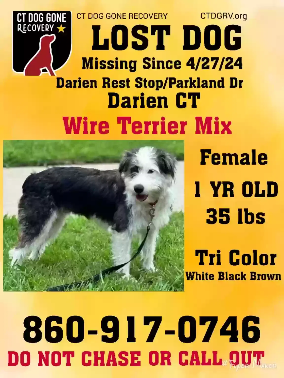 Lost dog in Darien, CT, 6820