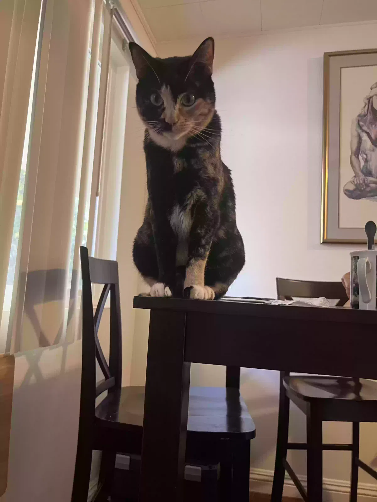 Lost cat in Los Angeles, CA, 90025