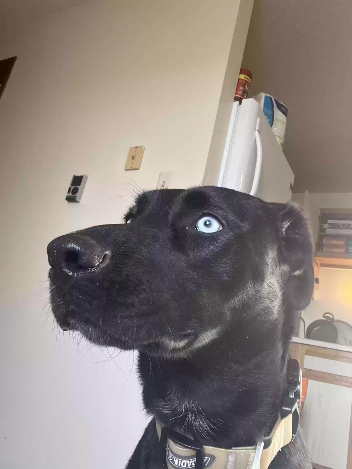 Lost dog in West Des Moines, IA, 50265