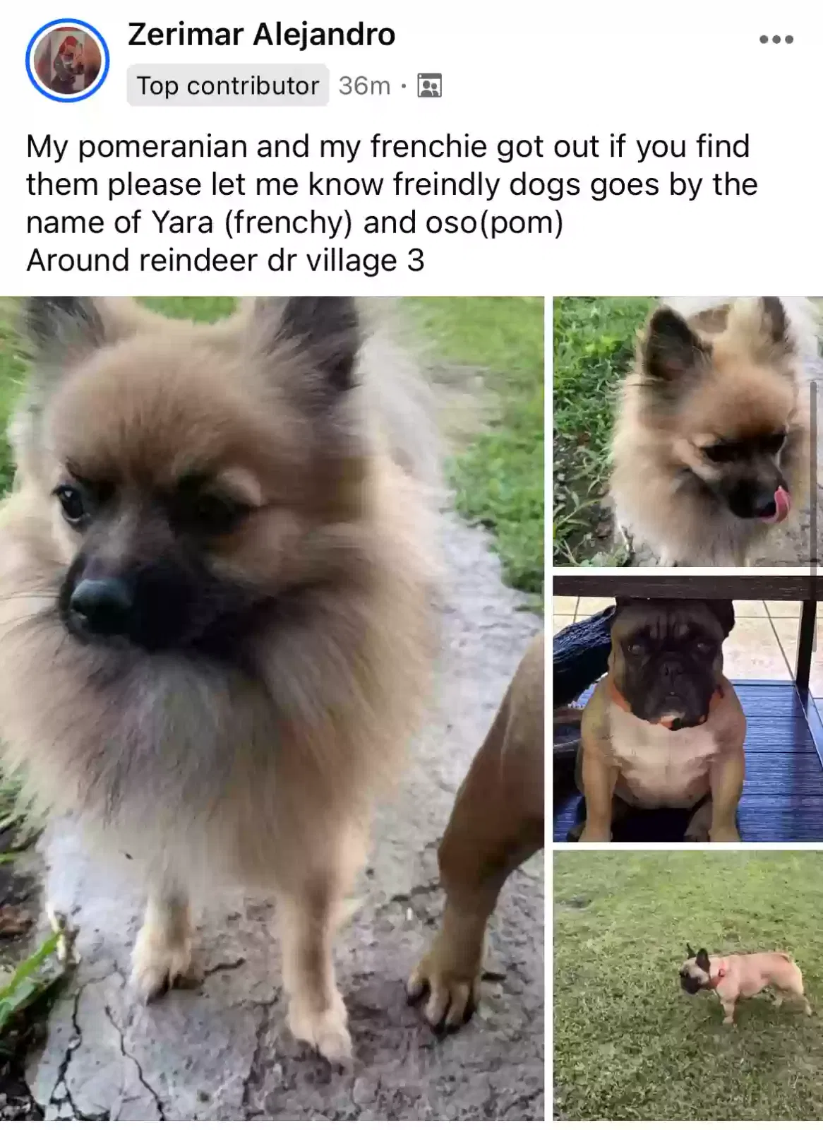 Lost dog in Kissimmee, FL, 34759
