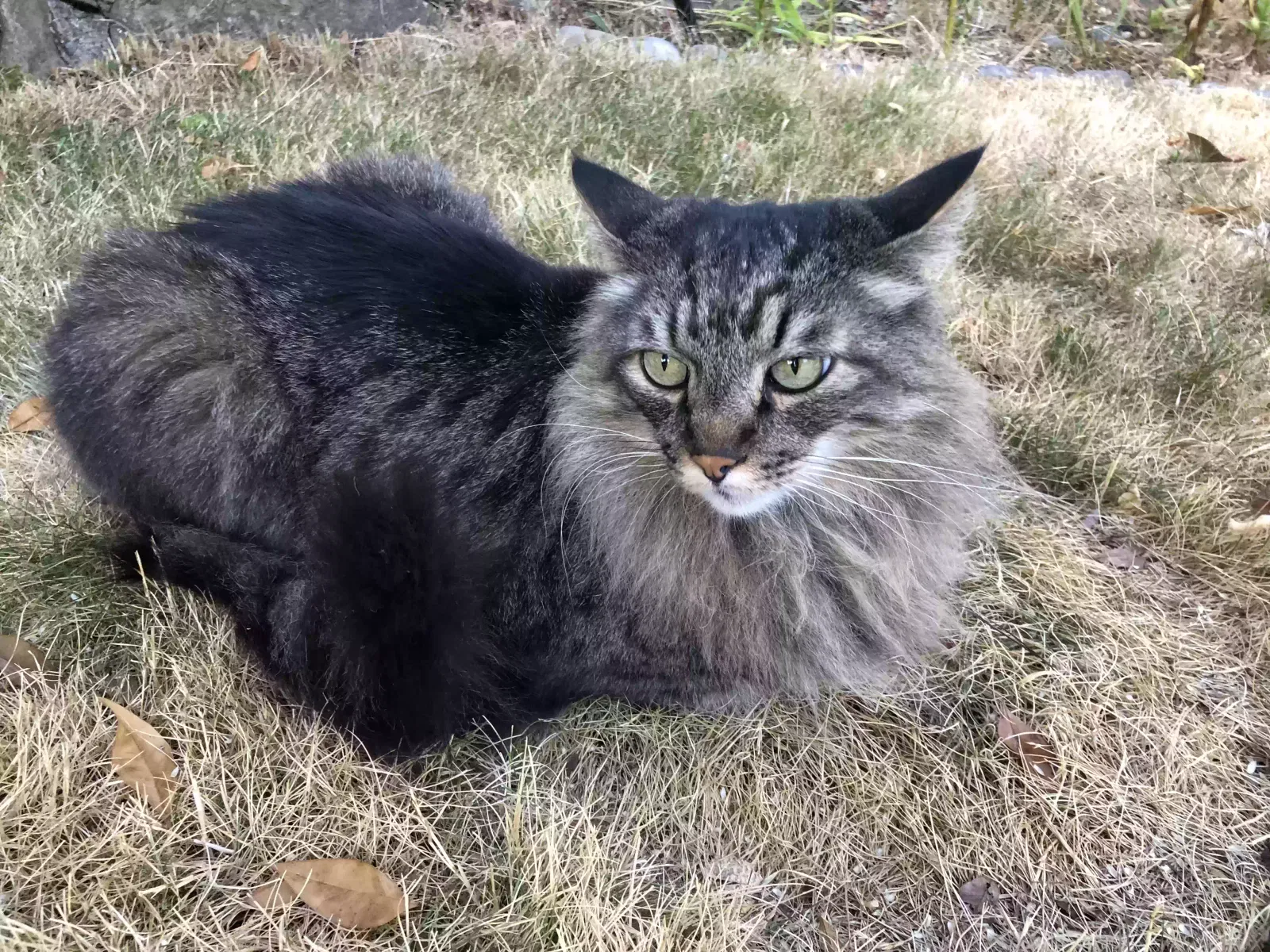 Lost cat in Lynnwood, WA, 98036