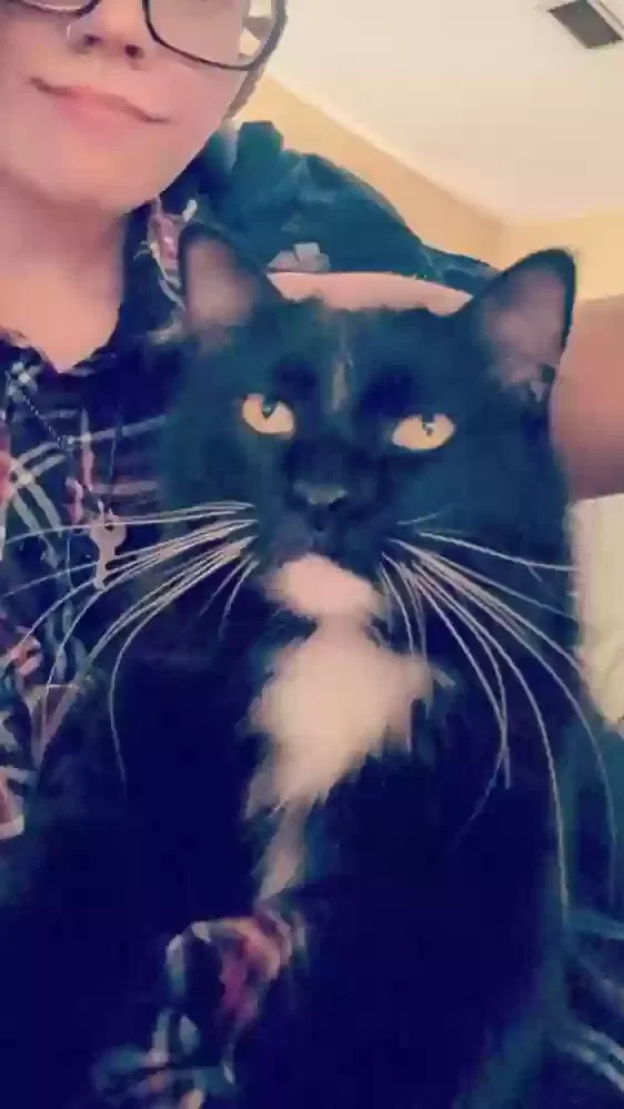 Lost cat in Ocean Springs, MS, 39564