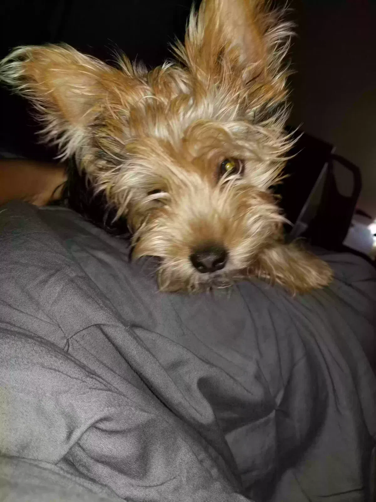 Lost dog in Middletown, OH, 45044