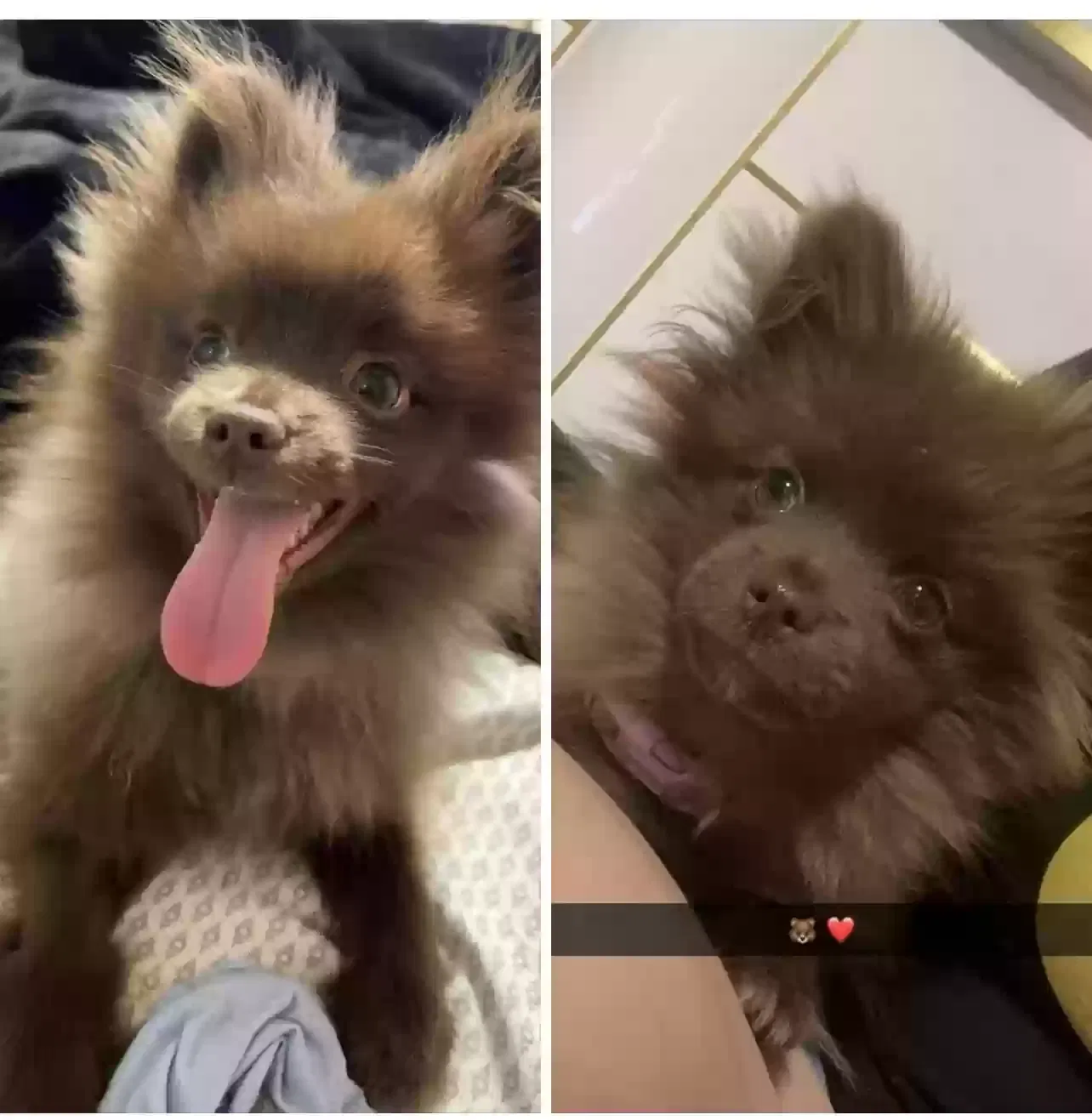 Lost dog in Brownsville, TX, 78521