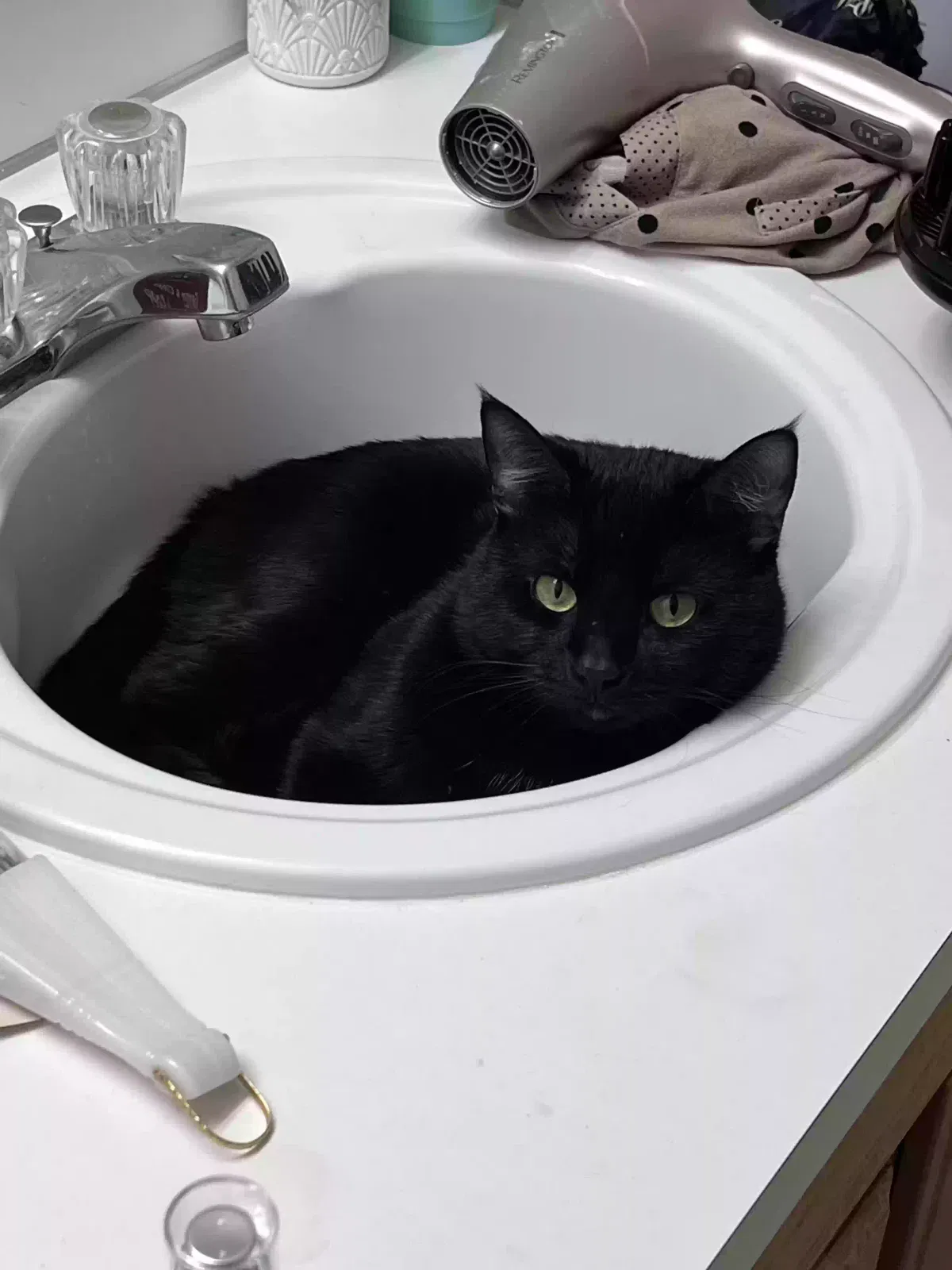 Lost cat in Puyallup, WA, 98375