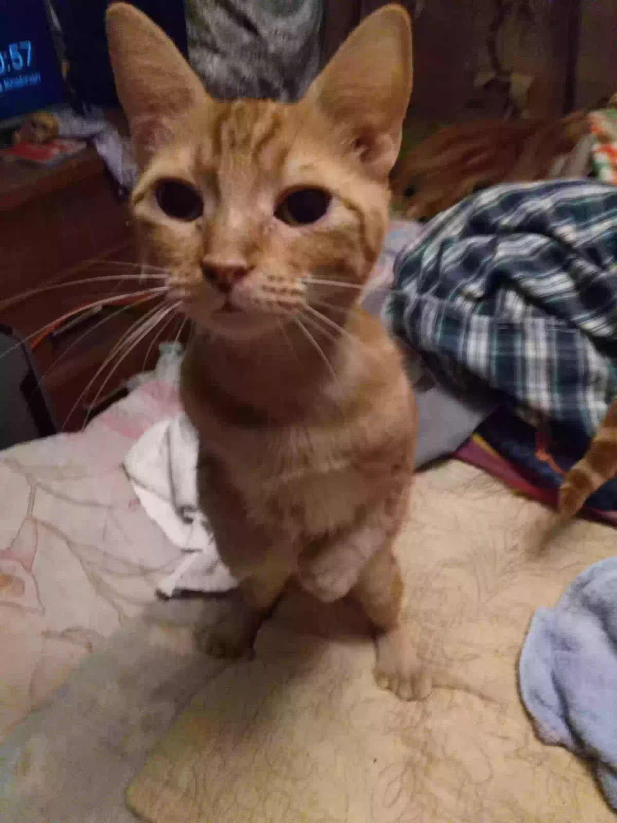 Lost cat in Dixon, CA, 95620
