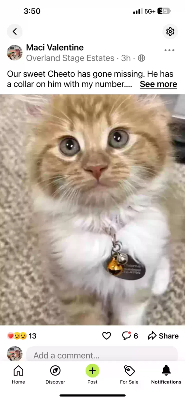 Lost cat in Arlington, TX, 76017