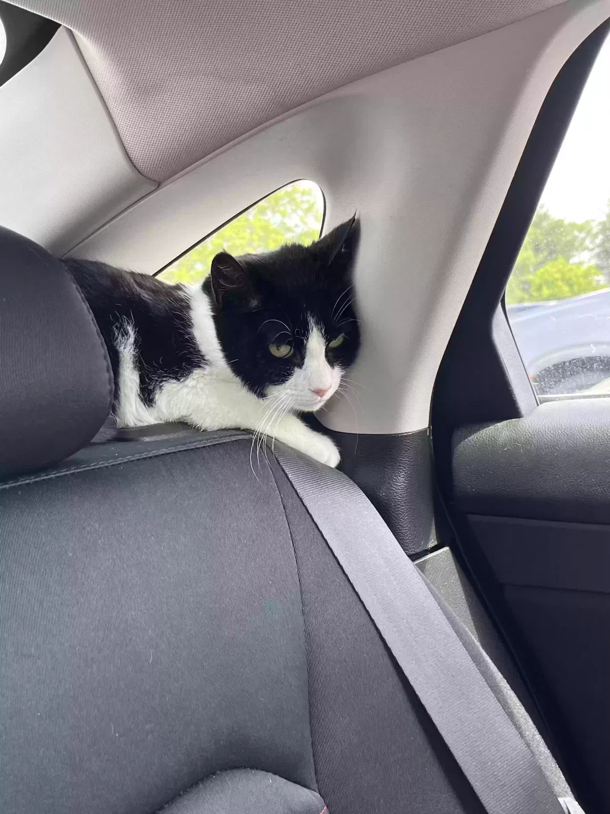 Lost cat in Knoxville, TN, 37923