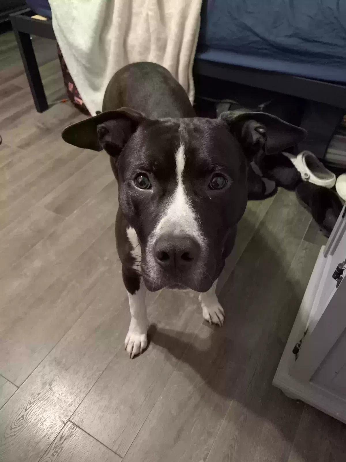 Lost dog in Bristol, VA, 24201