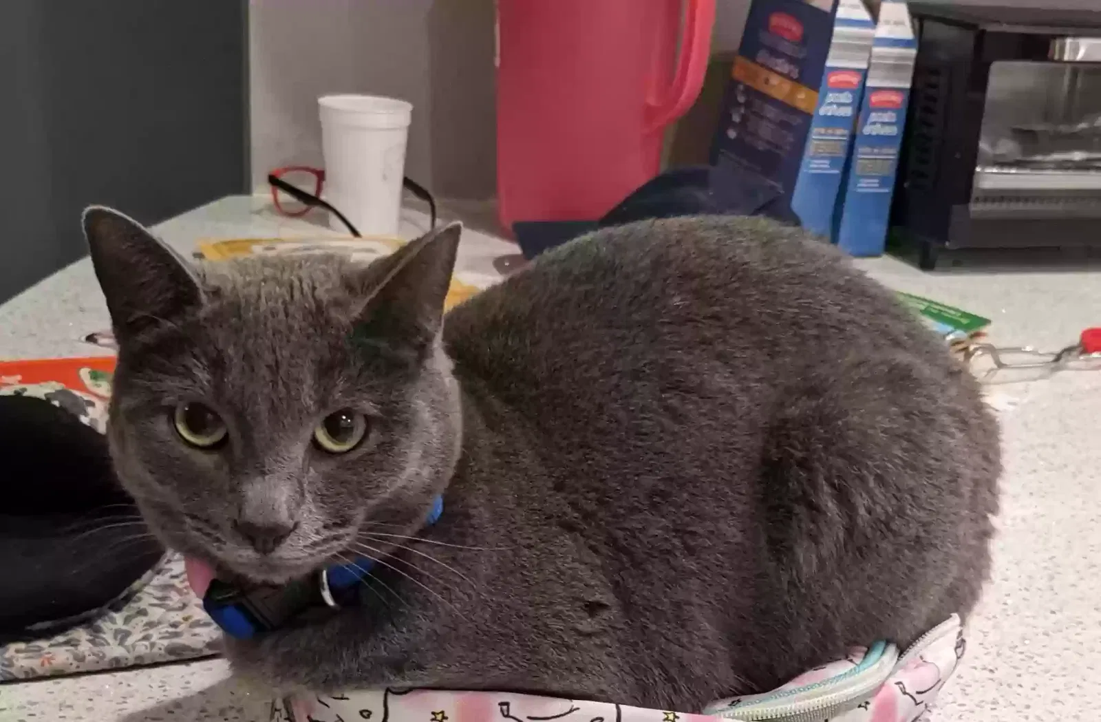 Lost cat in San Diego, CA, 92119