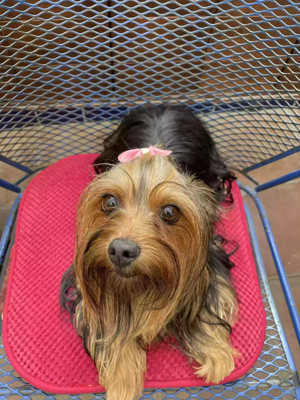 Lost dog in San Diego, CA, 92154