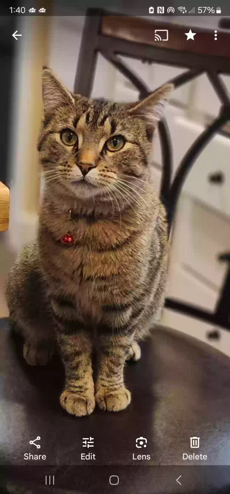Lost cat in Greenwood, IN, 46143