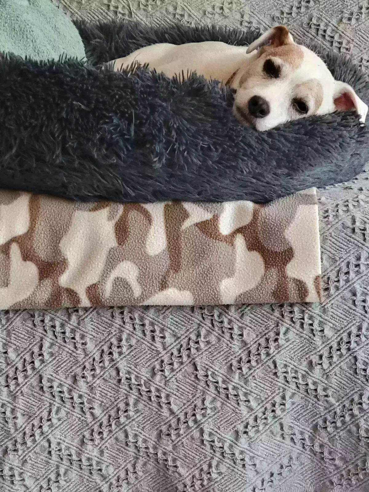 Lost dog in East Peoria, IL, 61611