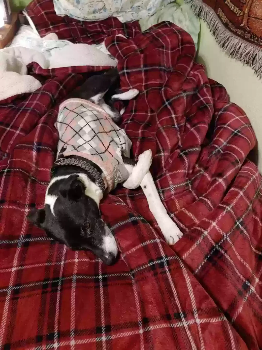 Lost dog in Clayton, WA, 99110