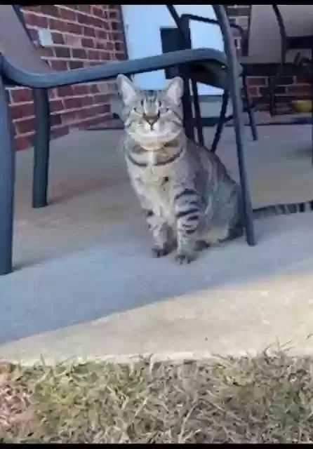 Lost cat in Broken Arrow, OK, 74012