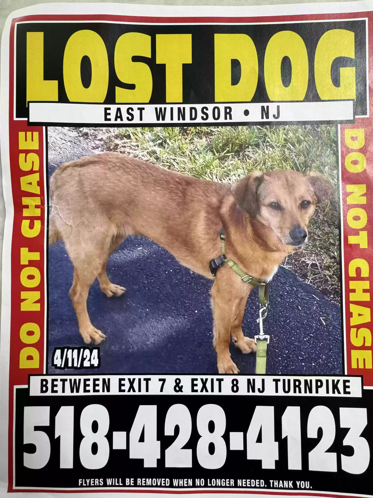 Lost dog in Millstone Township, NJ, 8535