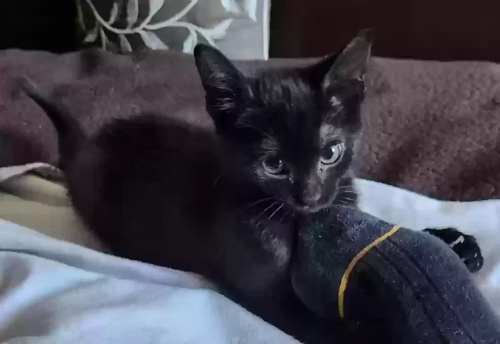Lost cat in Lake Elsinore, CA, 92530