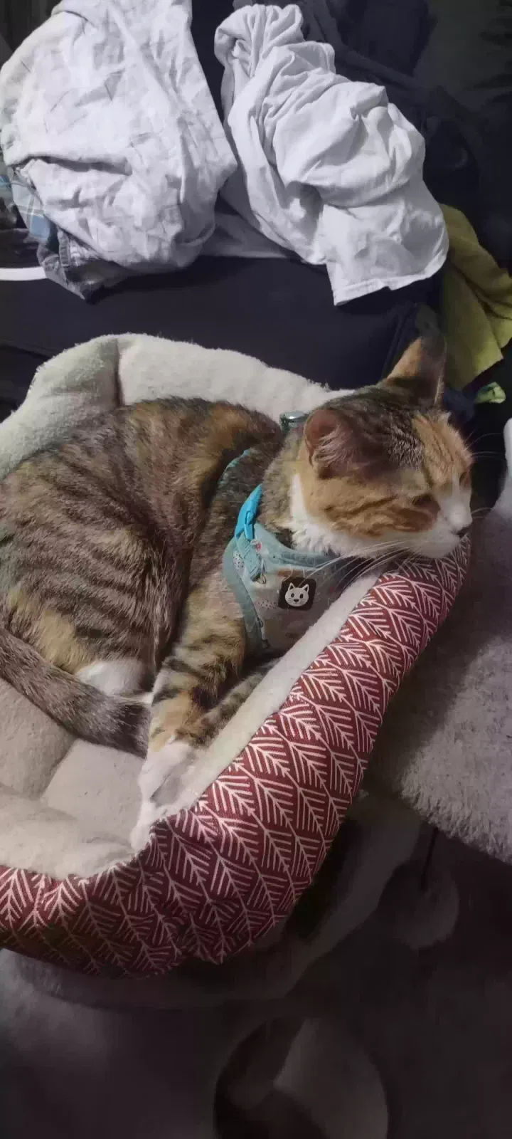 Lost cat in Sun City, AZ, 85351
