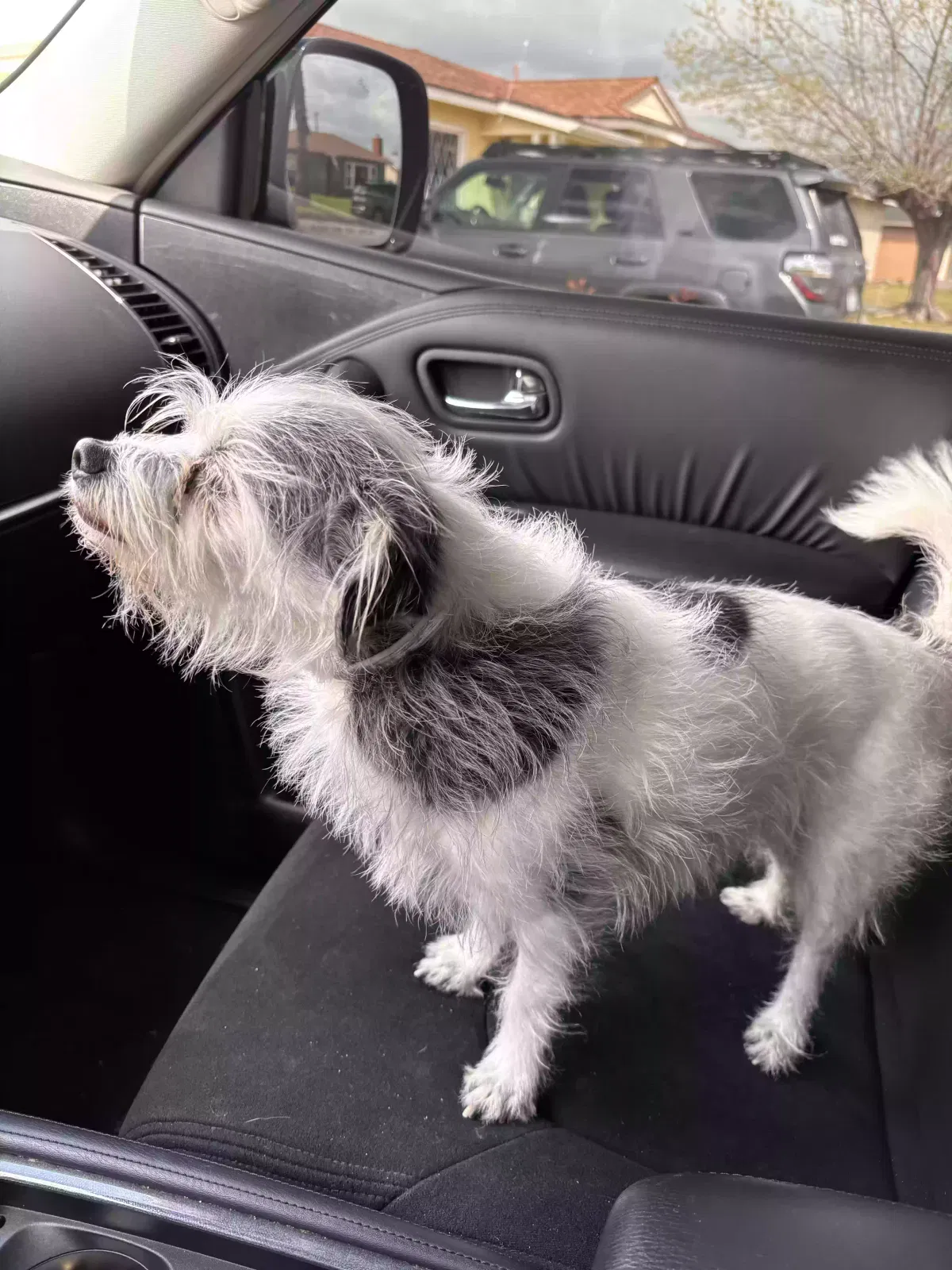 Lost dog in Rialto, CA, 92376