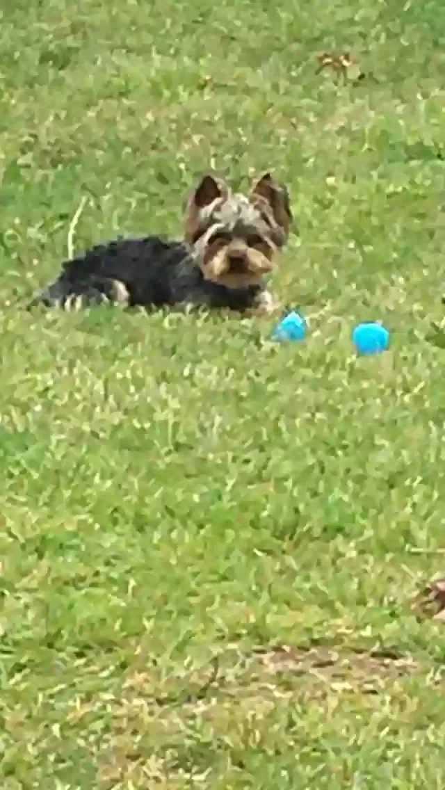 Lost dog in Forney, TX, 75126