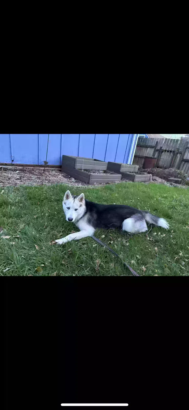 Lost dog in Canyonville, OR, 97417