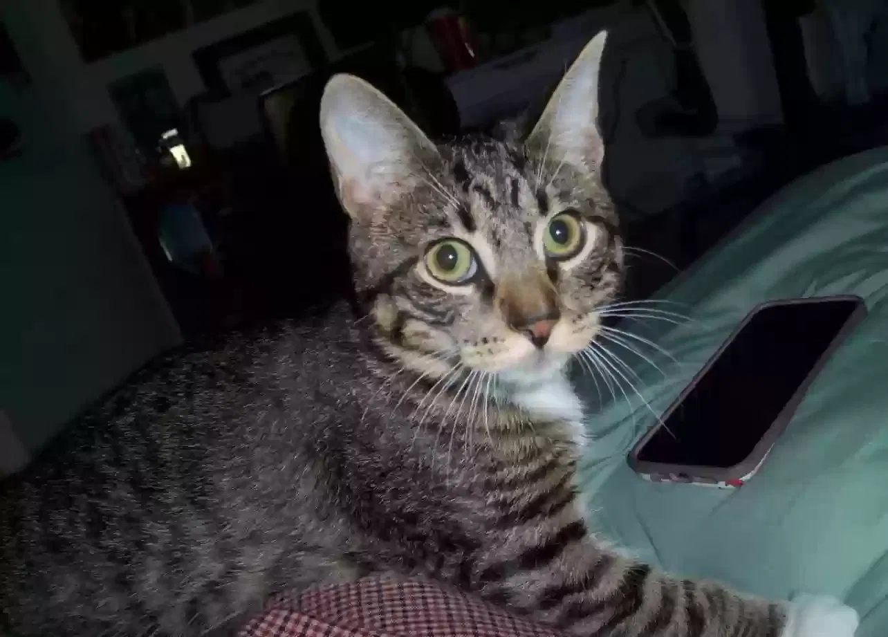 Lost cat in Orlando, FL, 32825