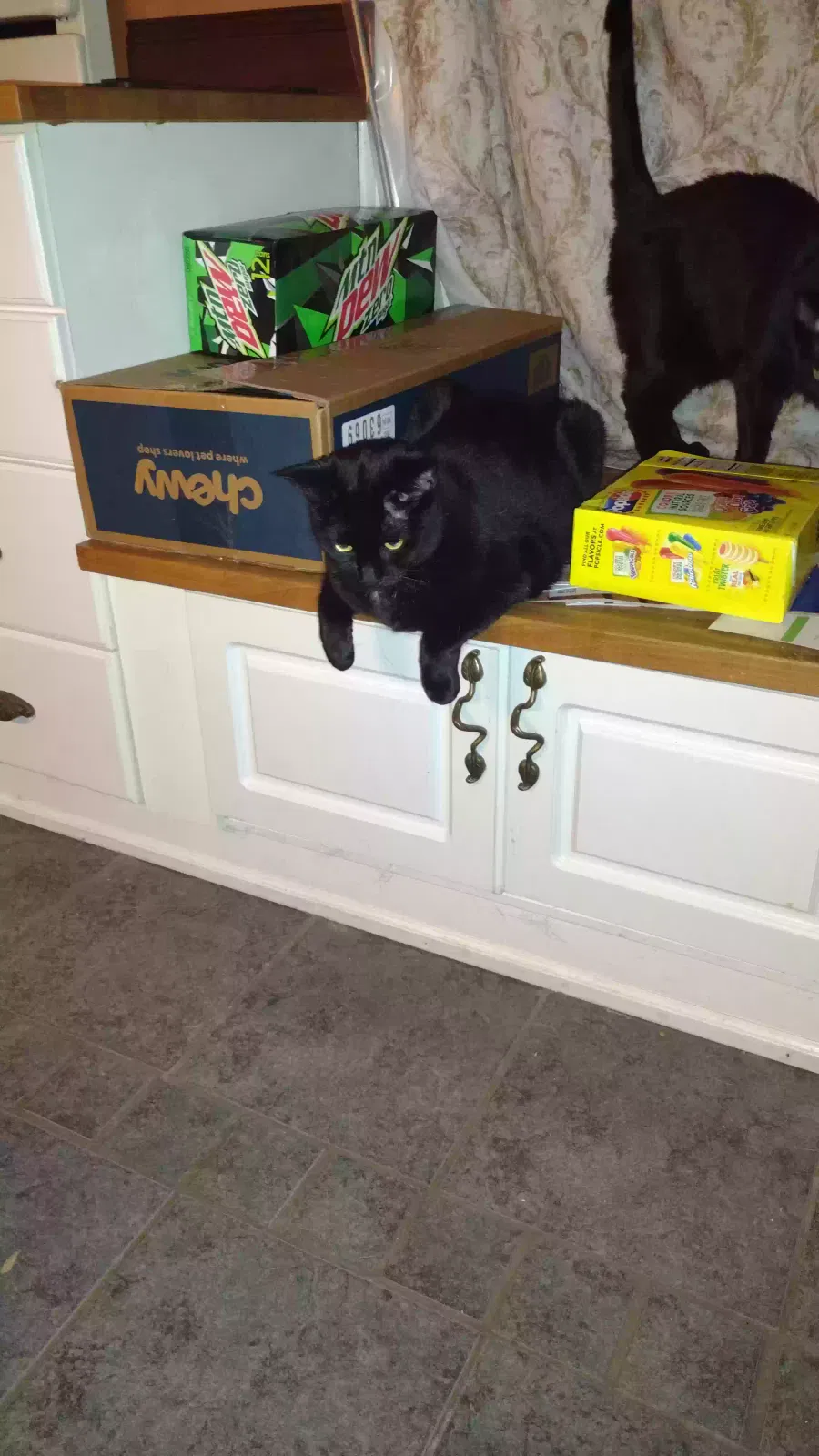 Lost cat in Saint Paul, MN, 55106