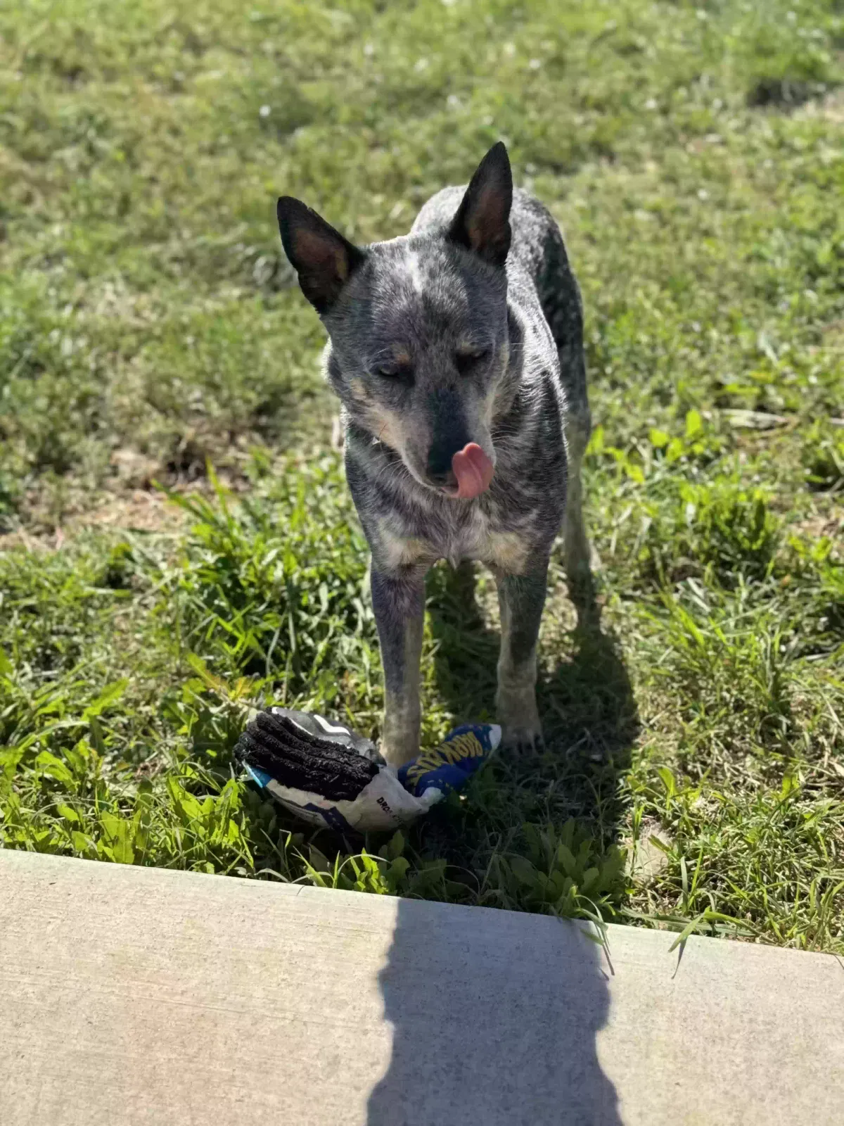 Lost dog in Weatherford, TX, 76087