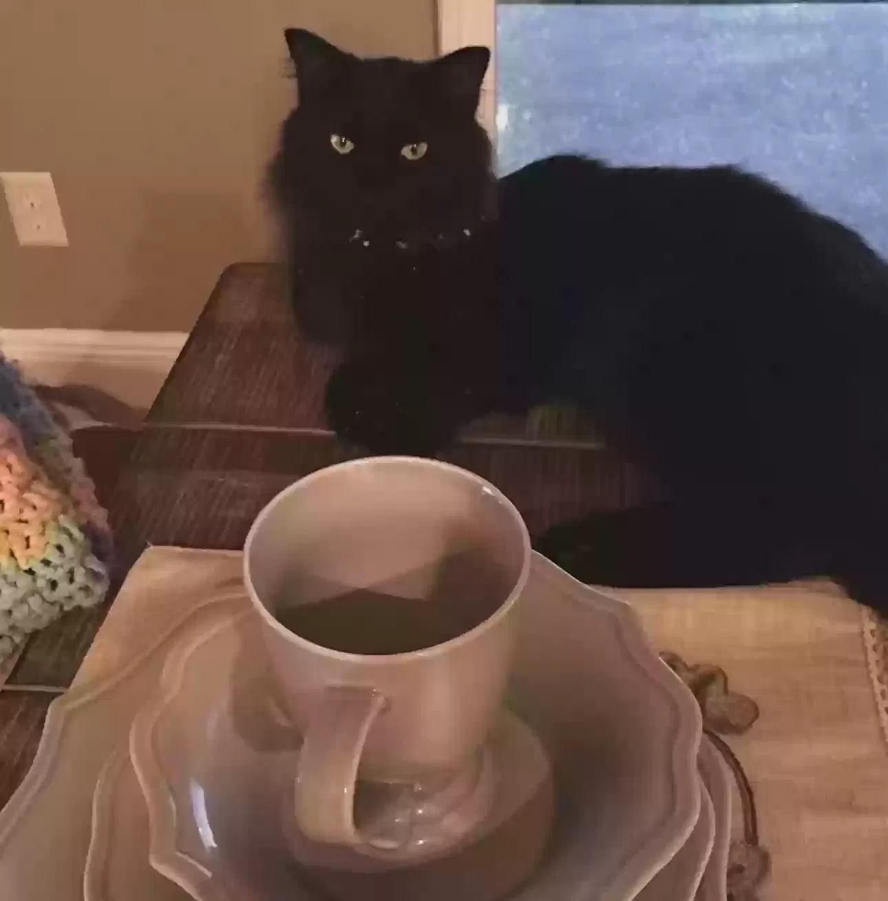 Lost cat in Davenport, FL, 33837