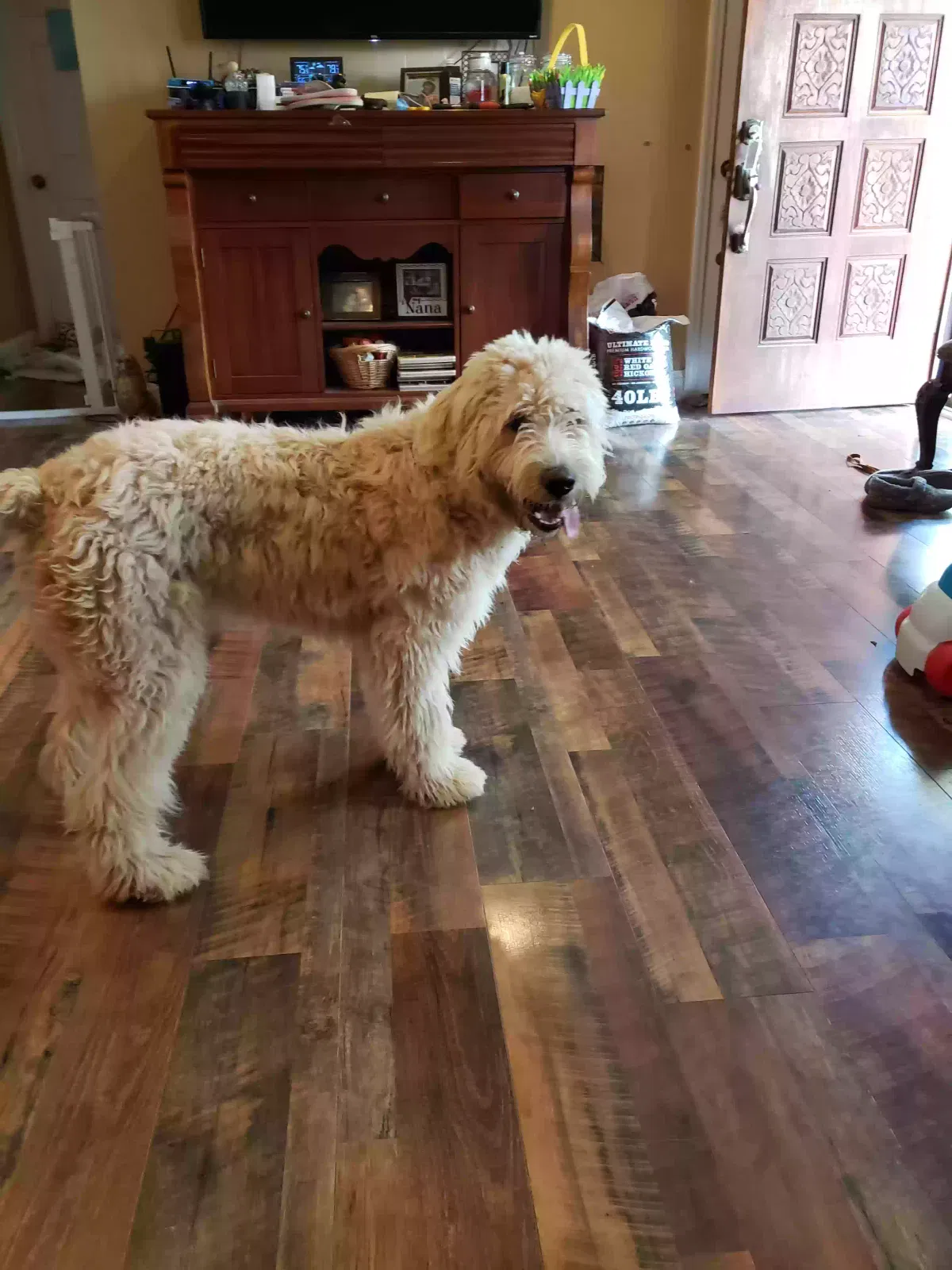 Found dog in White Bluff, TN, 37187